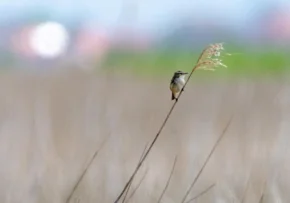 Seht, die Vögel unter dem Himmel,...  | Foto: Jürgen Treiber  / fundus-medien.de